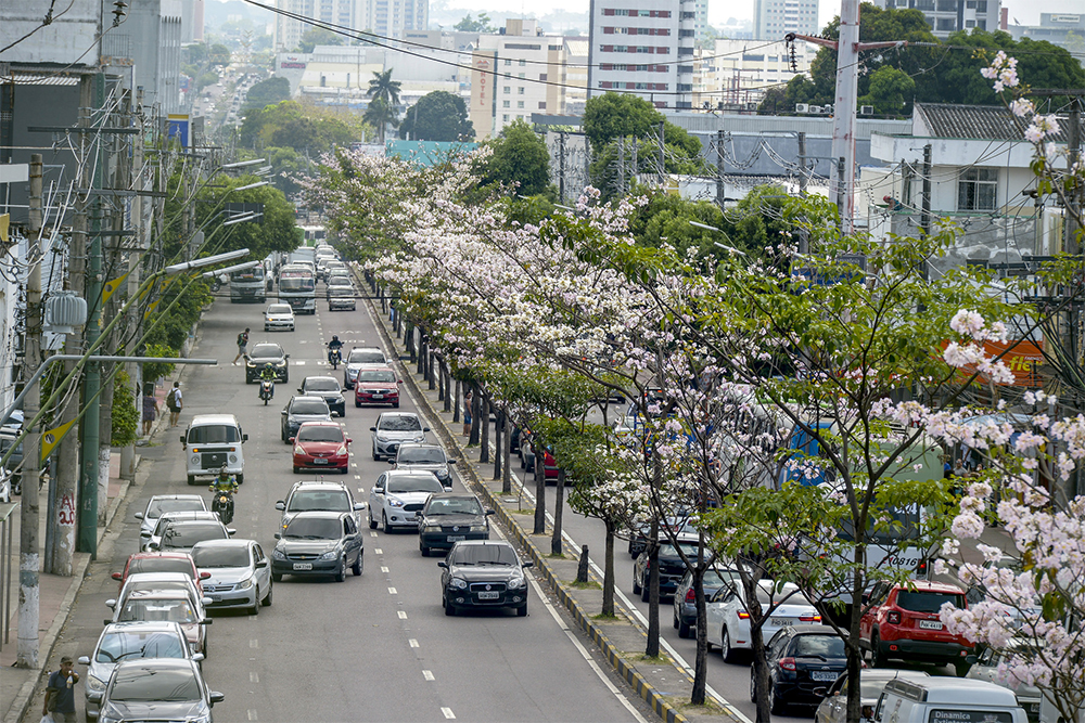 Floração dos ipês embeleza a Avenida Djalma Batista Portal do Marcos