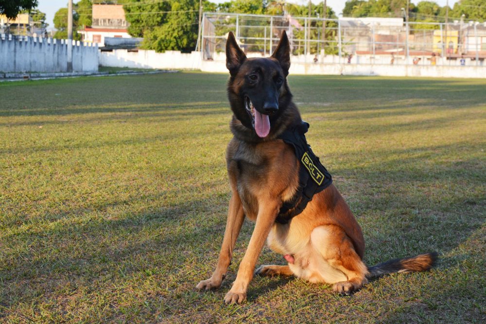 Trabalho de cães policiais ajuda a localizar drogas e pessoas perdidas