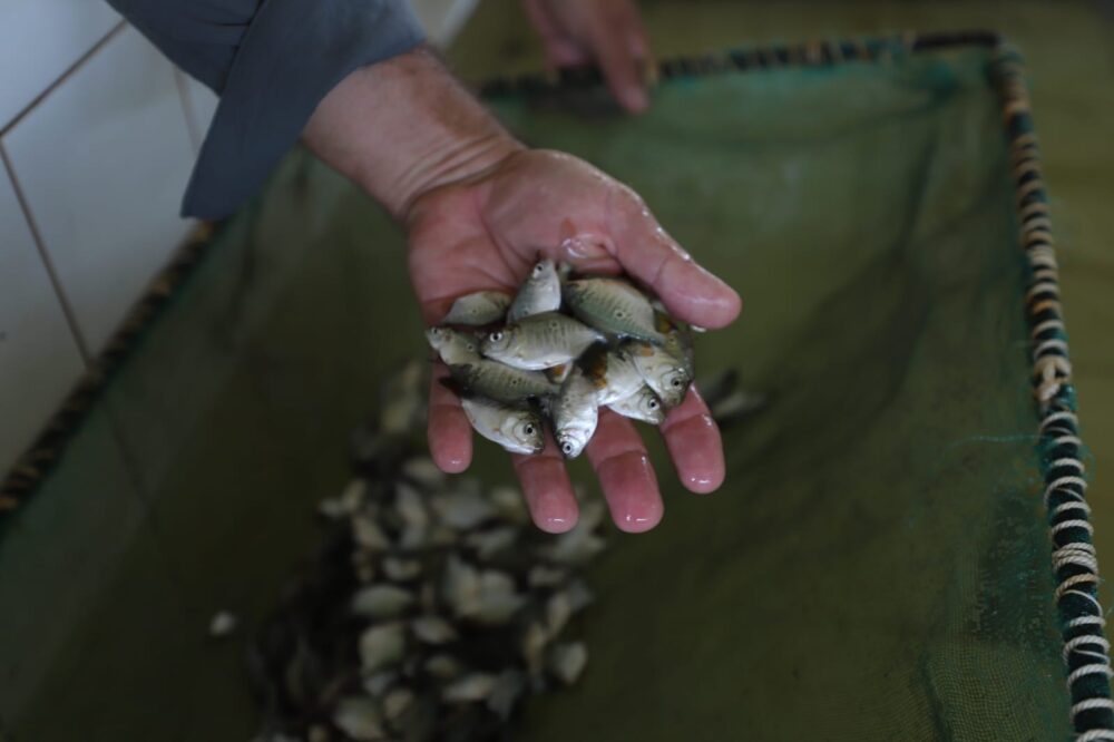 Centro de Piscicultura em Balbina é referência em reprodução de peixes