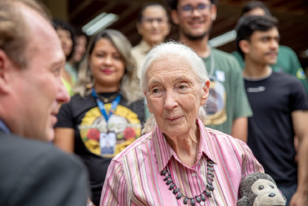 Pesquisadora Conhecida Por Estudos Primatas Jane Goodall Visita O