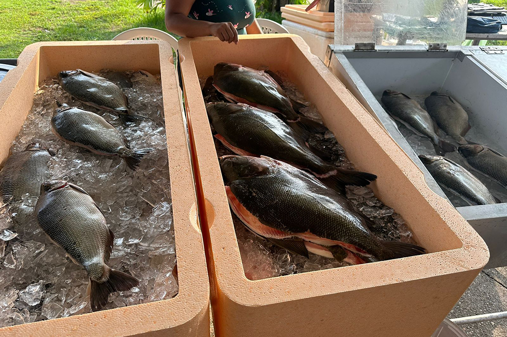 No Feir O Do Pescado Toneladas De Peixes S O Comercializadas