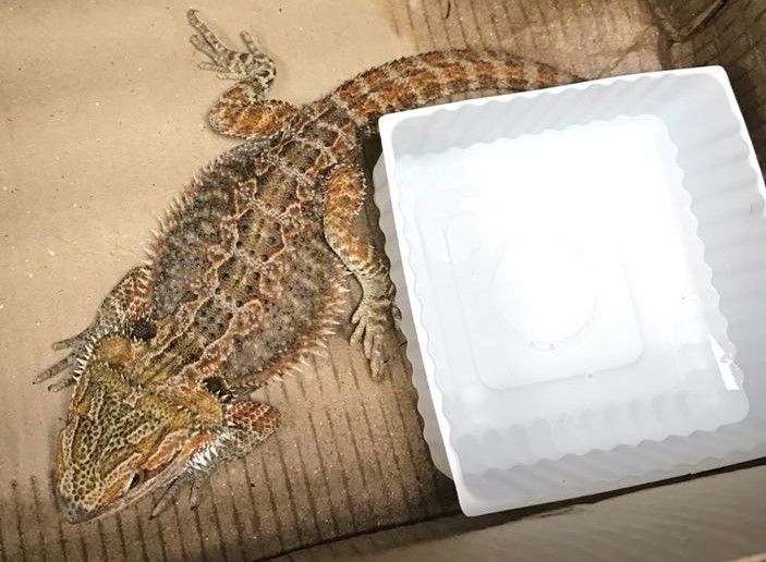 Cobra e lagarto foram apreendidos