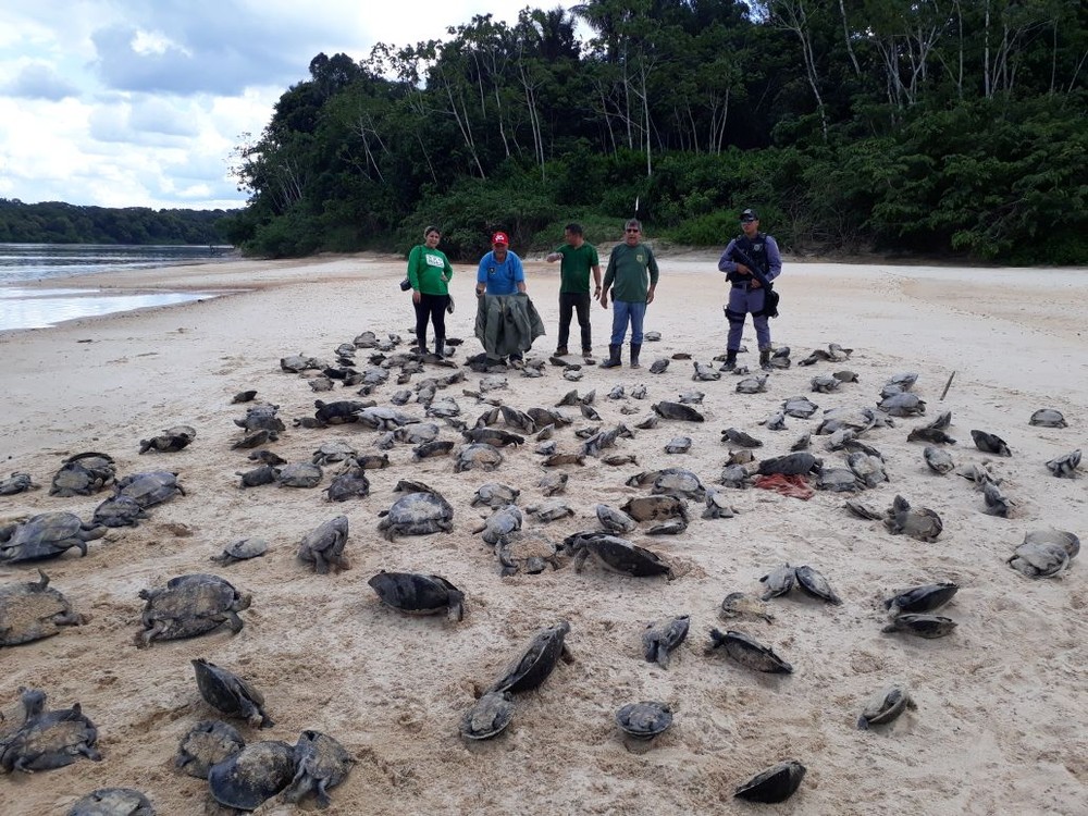 Quelônios apreendidos pelo Ibama Quelônios apreendidos pelo Ibama