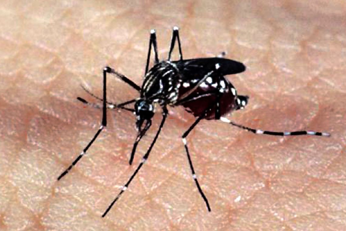 InfoDengue lança e-book sobre dengue e mudanças climáticas