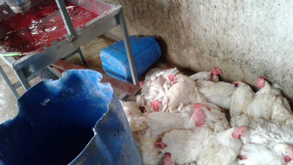 Delegacia comprar carne abatedouro Delegacia comprar carne abatedouro