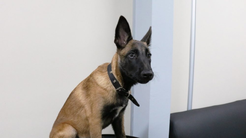 CÃO POLICIAL Grupo Fera ganha novo integrante, o Hassan CÃO POLICIAL Grupo Fera ganha novo integrante, o Hassan