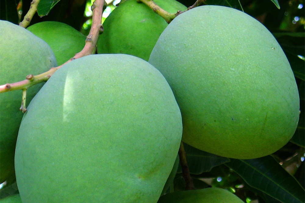 Manga verde Manga verde