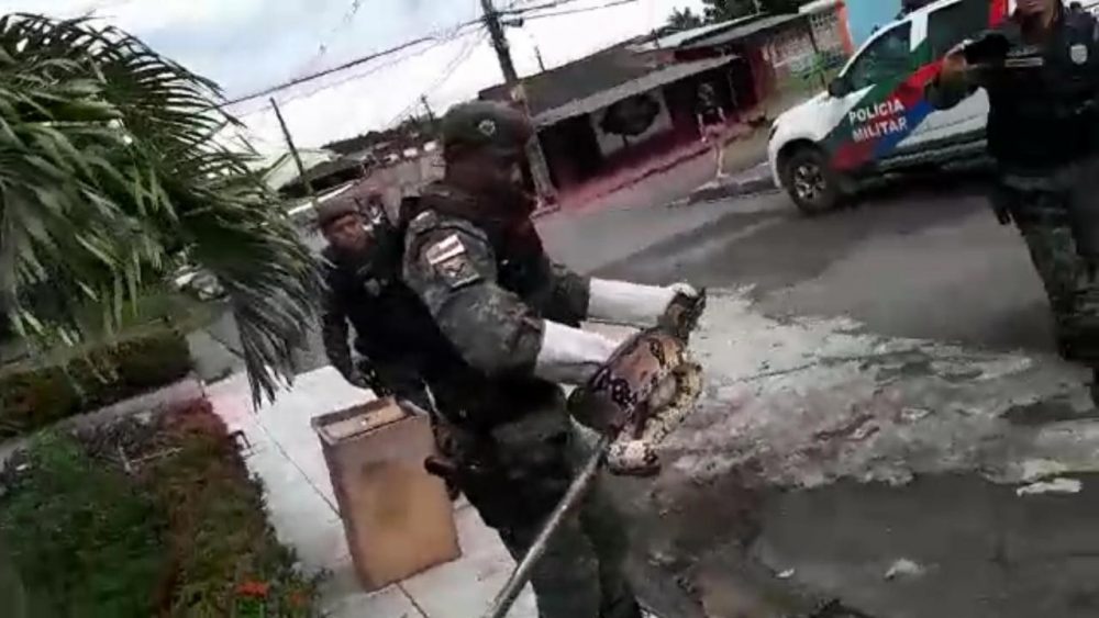 Jiboia &eacute; resgatada em frente &agrave; resid&ecirc;ncia no Planalto