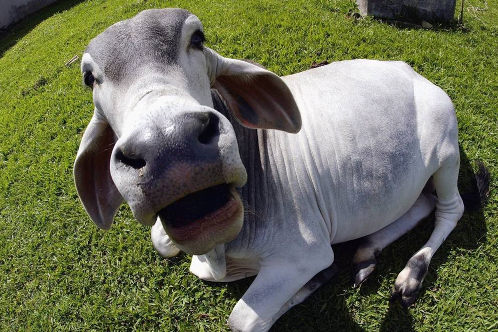 Vaca Louca em Mato Grosso Vaca Louca em Mato Grosso
