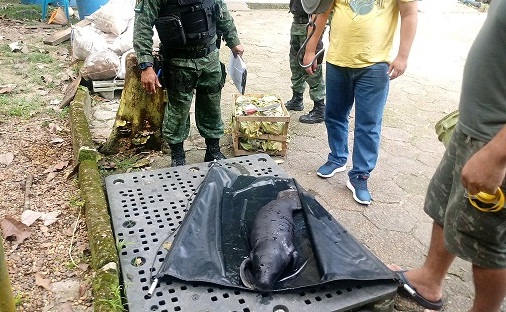 Filhote de peixe-boi é resgatado em Manacapuru pela PM Filhote de peixe-boi é resgatado em Manacapuru pela PM