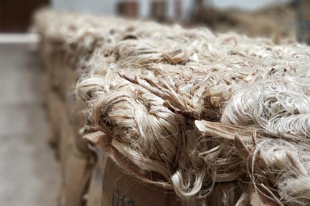 Produção de Juta e Malva Produção de Juta e Malva