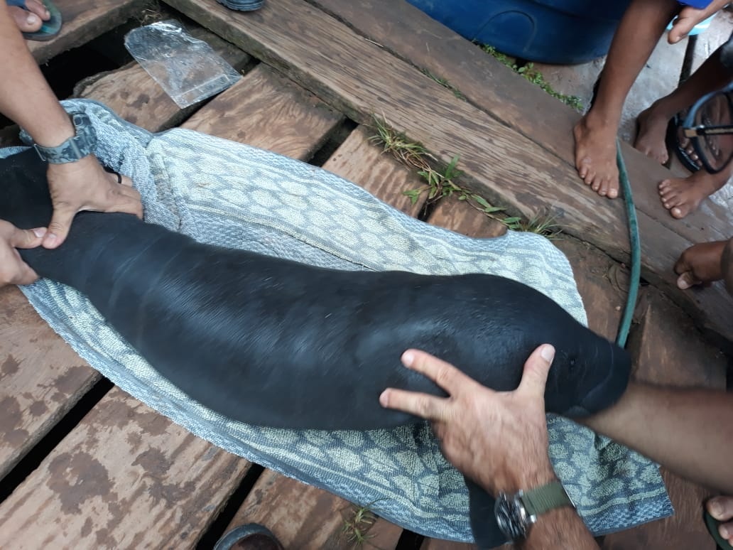 Filhote de peixe-boi é resgatado pela PM no Careiro da Várzea Filhote de peixe-boi é resgatado pela PM no Careiro da Várzea
