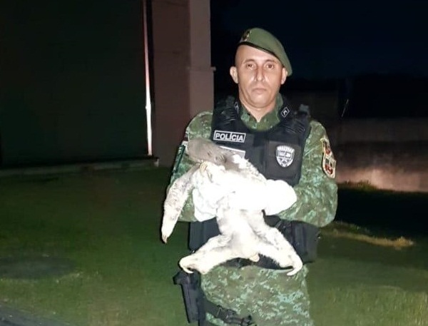 Policiais do Batalhão Ambiental resgatam preguiça no Aleixo Policiais do Batalhão Ambiental resgatam preguiça no Aleixo