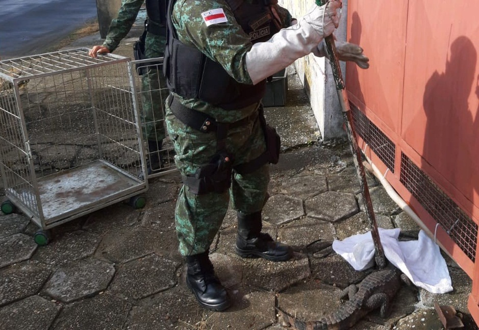 Em 5 meses, mais de 100 animais silvestres foram resgatados por Batalhão Ambiental Em 5 meses, mais de 100 animais silvestres foram resgatados por Batalhão Ambiental