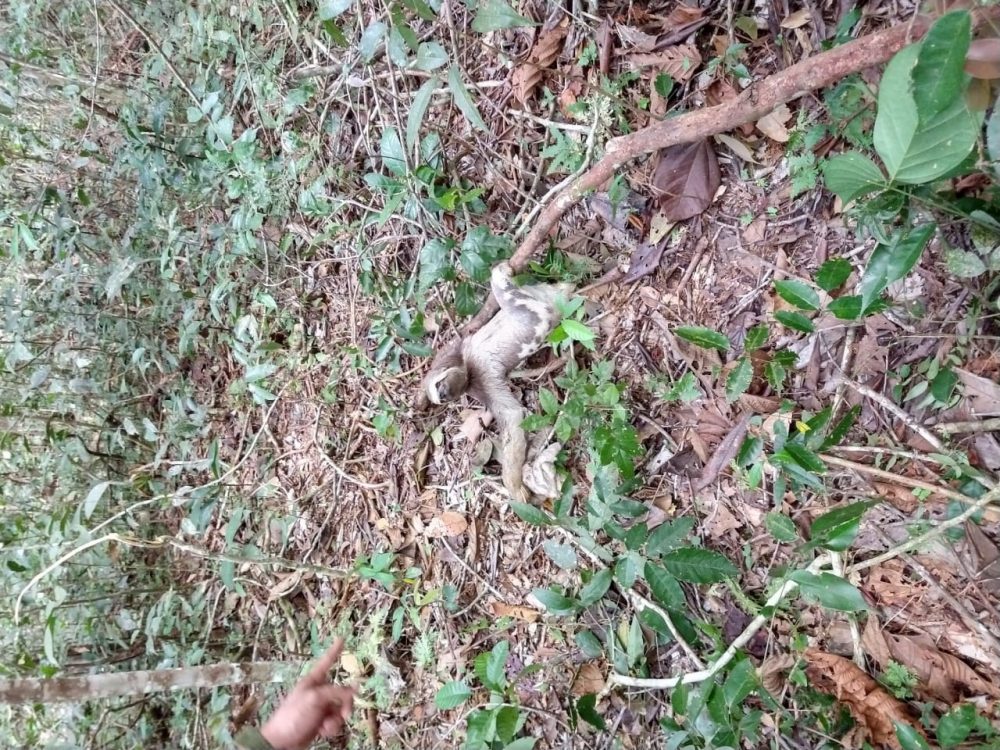 Bombeiros resgatam pregui&ccedil;a e filhote em &aacute;rea urbana em Itacoatiara