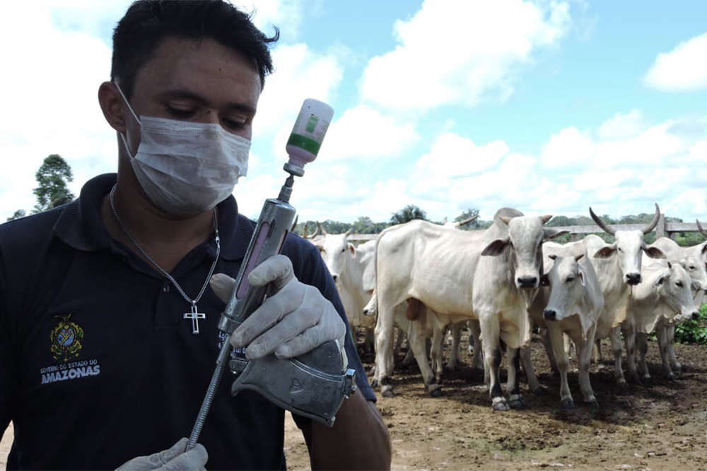 Campanha contra febre aftosa Campanha contra febre aftosa