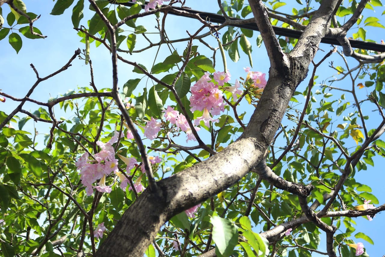 Ipês começam a florir em período atípico na avenida Djalma Batista Ipês começam a florir em período atípico na avenida Djalma Batista
