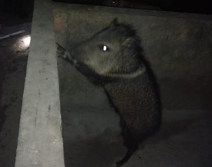 Catitu é resgatado pelo Batalhão Ambiental no Brasileirinho Catitu é resgatado pelo Batalhão Ambiental no Brasileirinho
