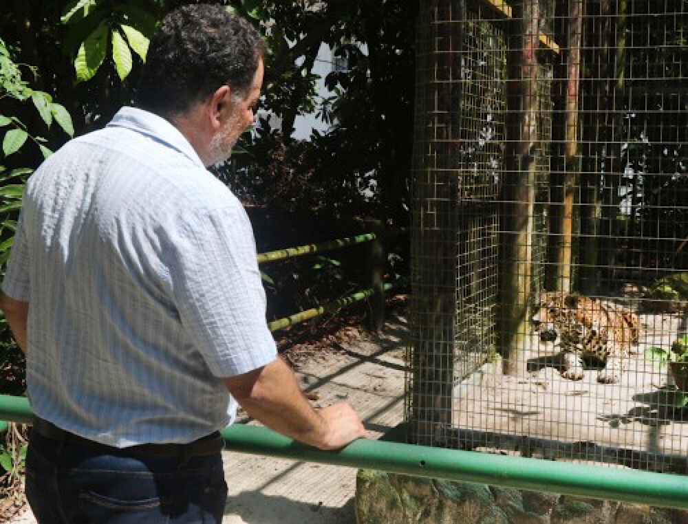 Animais Animais