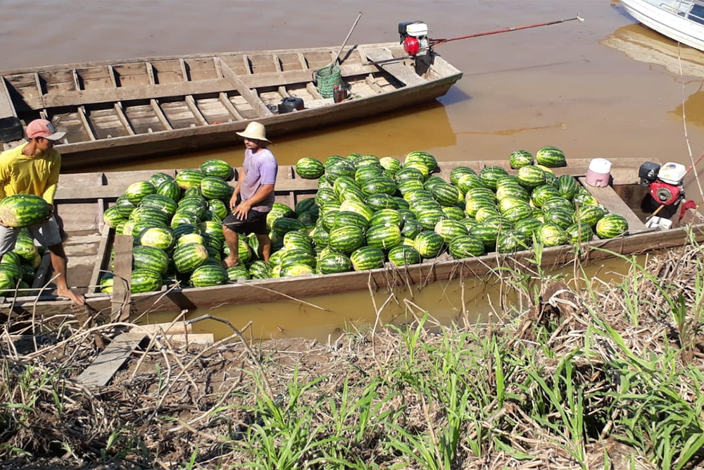 Produção de melancias em Manicoré Produção de melancias em Manicoré