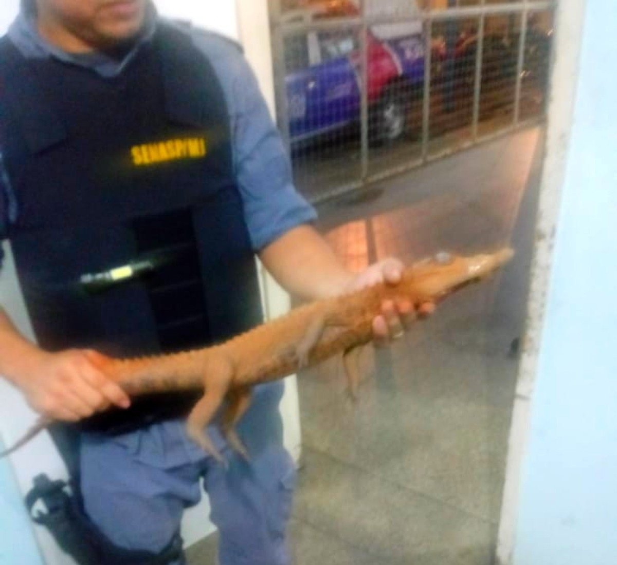 Jacarés são resgatados nas zonas Norte e Oeste de Manaus Jacarés são resgatados nas zonas Norte e Oeste de Manaus
