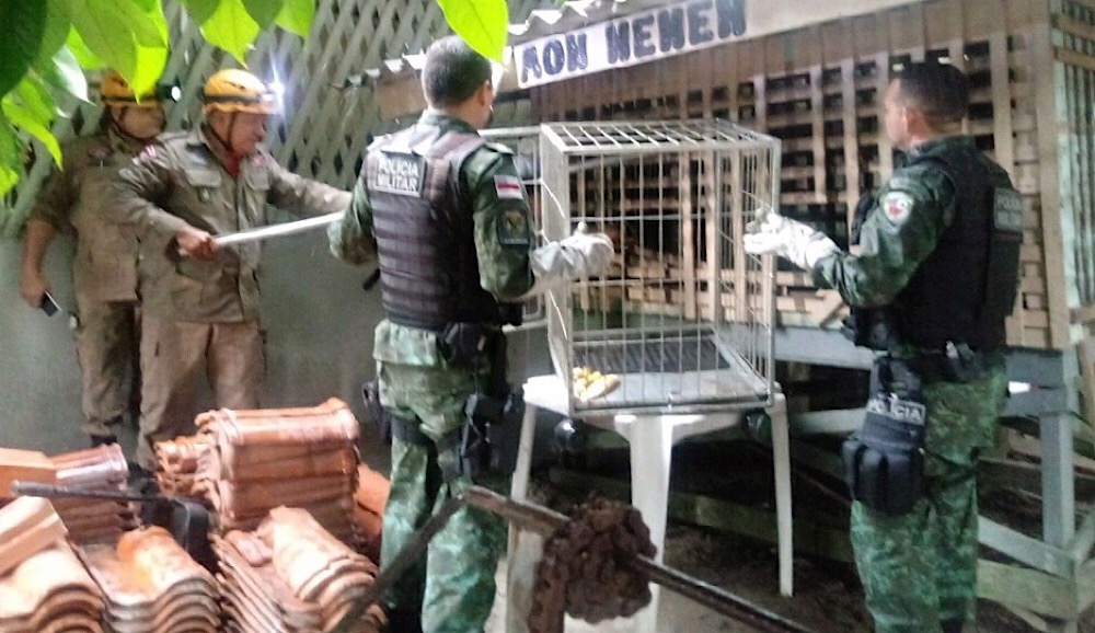 Macaco Macaco