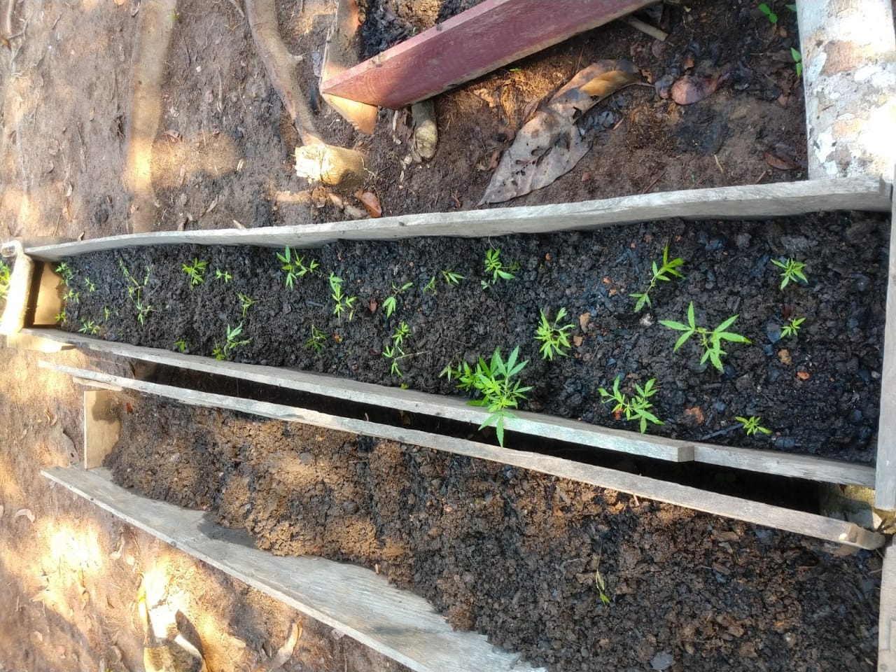 71 pés de maconha são apreendidos durante operação em Manaquiri 71 pés de maconha são apreendidos durante operação em Manaquiri