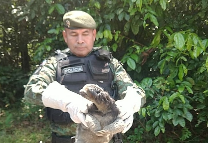 Bicho-pregui&ccedil;a &eacute; resgatado na avenida das Flores pelo Batalh&atilde;o Ambiental