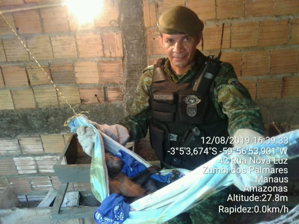Batalh&atilde;o Ambiental resgata macaco-prego ferido por c&atilde;es em casa no Zumbi