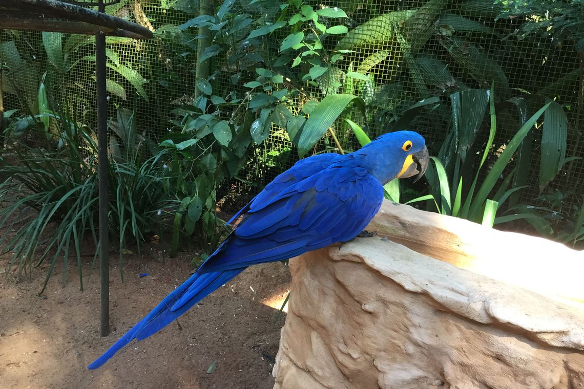 População de animais em florestas cai pela metade desde 1970 População de animais em florestas cai pela metade desde 1970