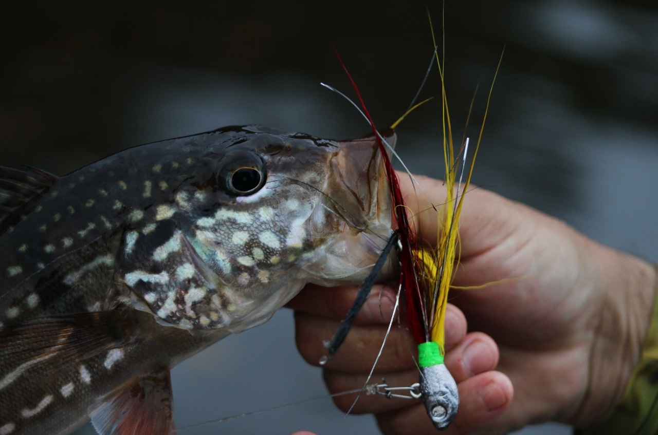 Início da temporada de pesca esportiva consolida RDS do Uatumã como destino turístico Início da temporada de pesca esportiva consolida RDS do Uatumã como destino turístico