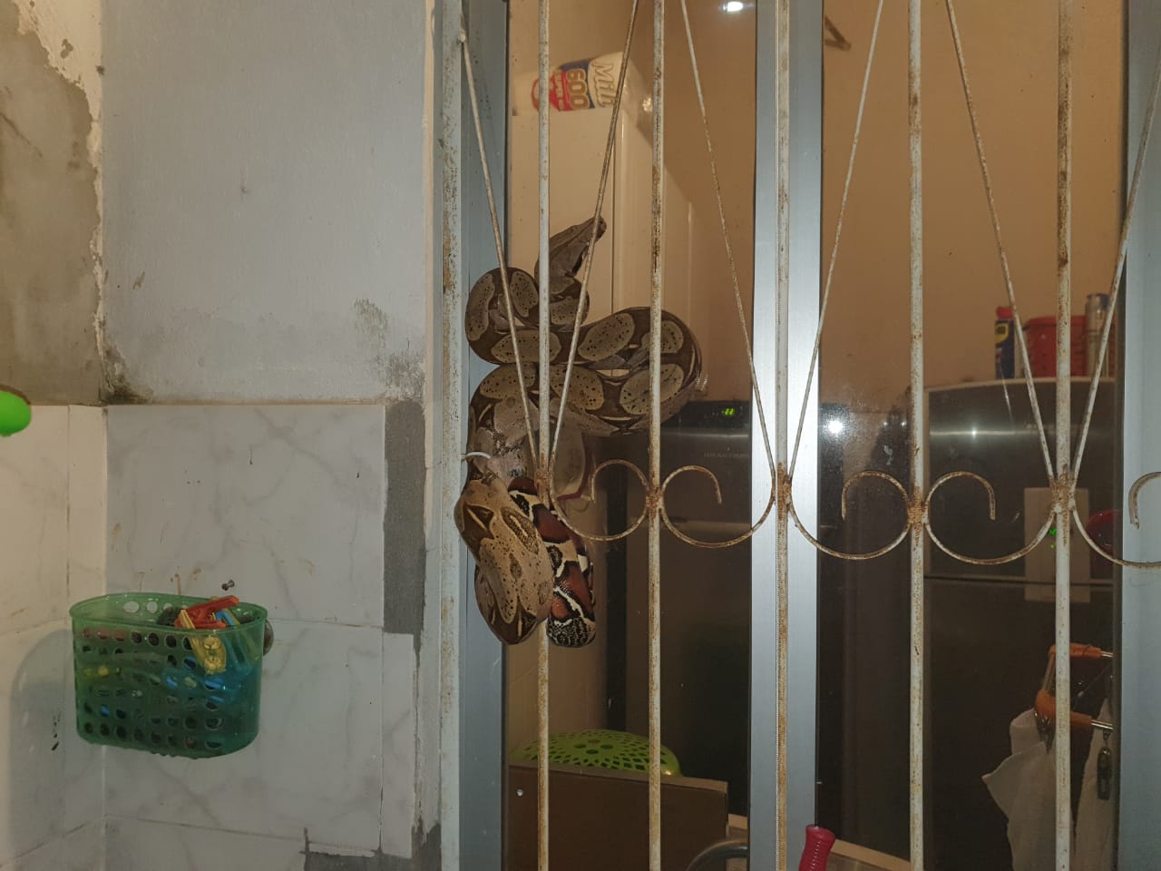 Batalhão Ambiental da PM captura jiboia acomodada em casa no Japiim Batalhão Ambiental da PM captura jiboia acomodada em casa no Japiim