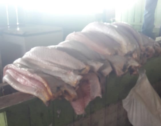 1 tonelada de pirarucu e de carne de animais silvestres &eacute; apreendida em Tef&eacute;