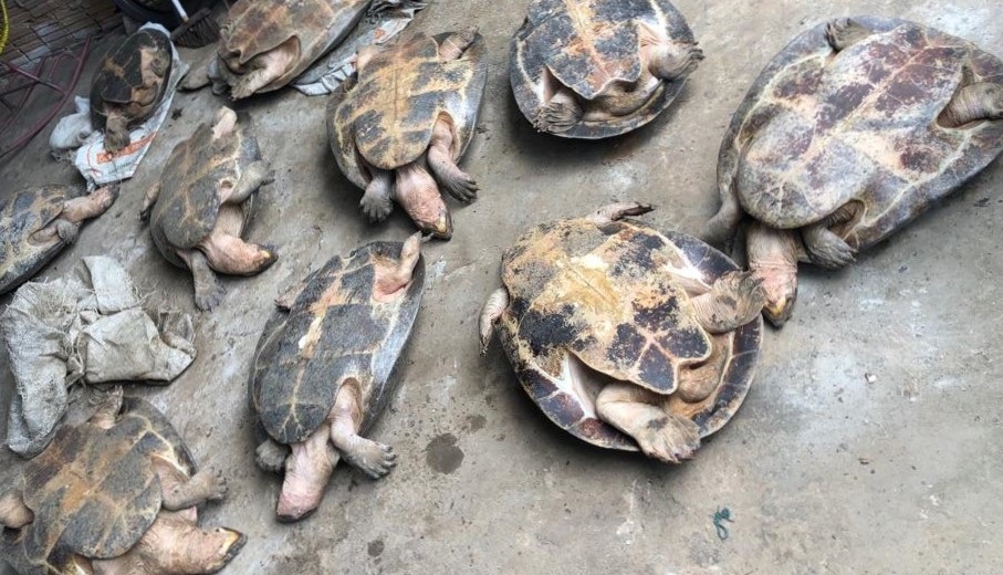 10 tartarugas são apreendidas e devolvidas ao habitat natural em Itacoatiara 10 tartarugas são apreendidas e devolvidas ao habitat natural em Itacoatiara