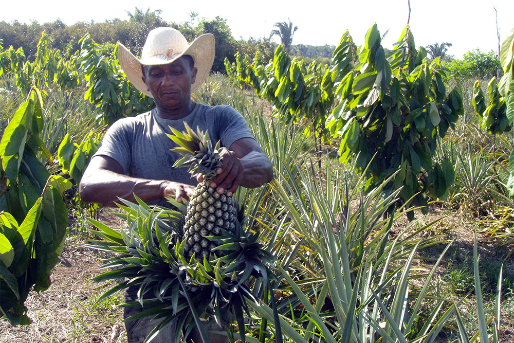 Produção de orgânicos enfrenta dificuldades no AM Produção de orgânicos enfrenta dificuldades no AM