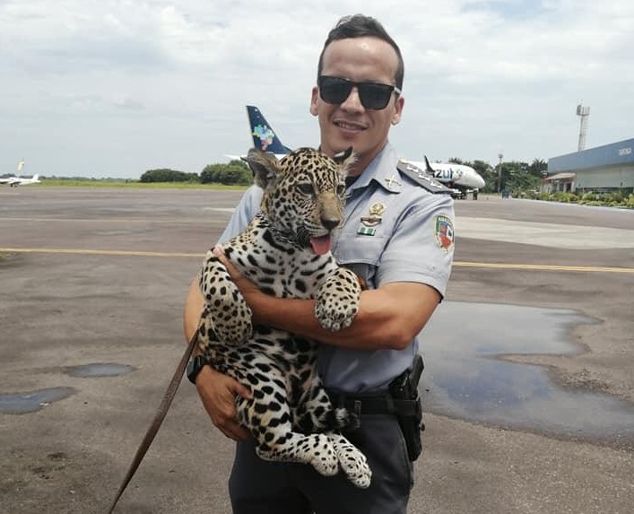 Filhote de onça-pintada é resgatada em Tabatinga e trazida a Manaus Filhote de onça-pintada é resgatada em Tabatinga e trazida a Manaus