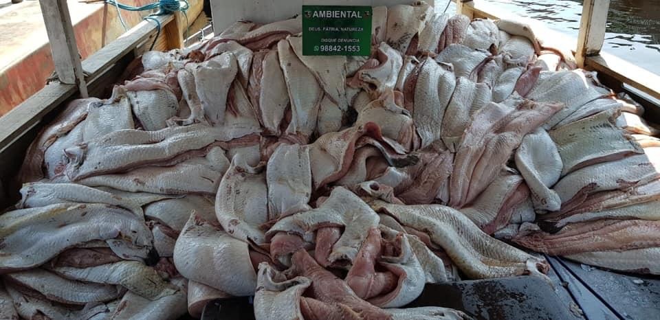 4 toneladas de pirarucu ilegal são apreendidas em barco na feira da Panair 4 toneladas de pirarucu ilegal são apreendidas em barco na feira da Panair