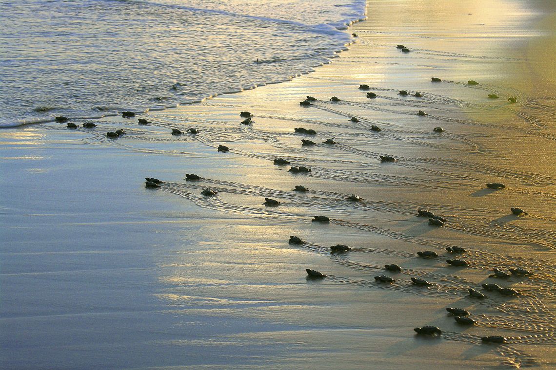 Projeto Tamar anuncia marca de 40 milh&otilde;es de tartarugas protegidas