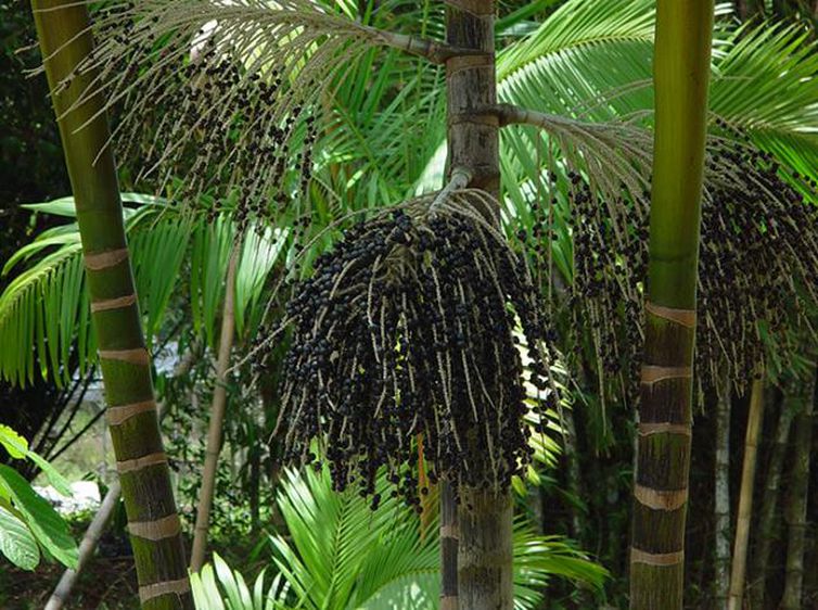 Valor da produ&ccedil;&atilde;o florestal no Brasil atinge R$ 20,6 bilh&otilde;es