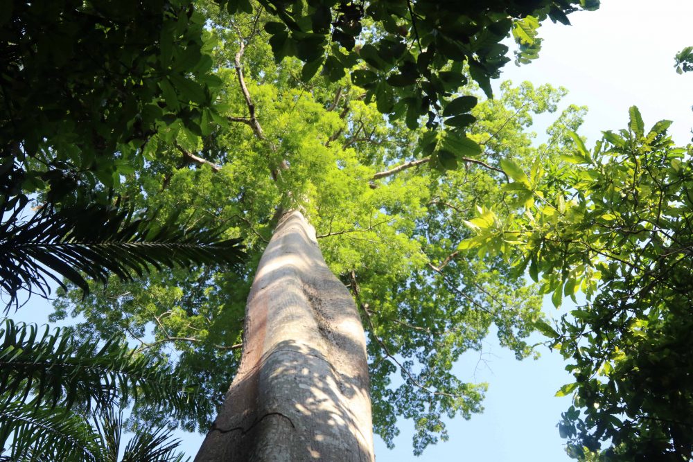 No Dia da &Aacute;rvore, trilha que leva &agrave; &aacute;rvore que d&aacute; nome ao Parque Estadual Suma&uacute;ma &eacute; reaberta