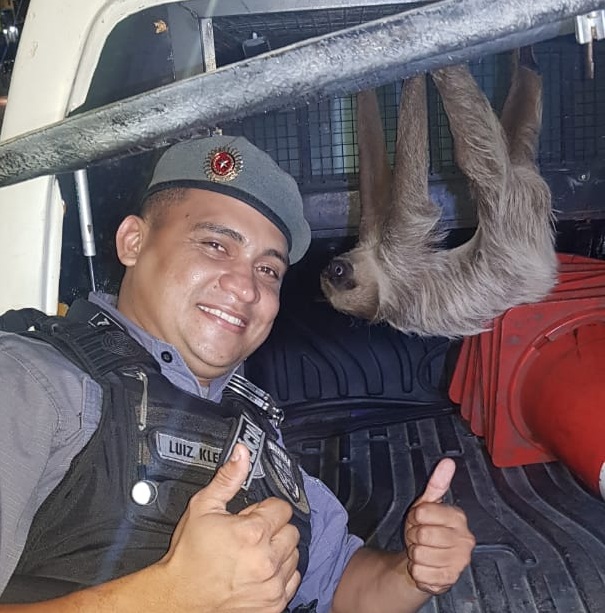Bicho-preguiça é resgatado no Mauazinho e levado ao Jardim Botânico Bicho-preguiça é resgatado no Mauazinho e levado ao Jardim Botânico