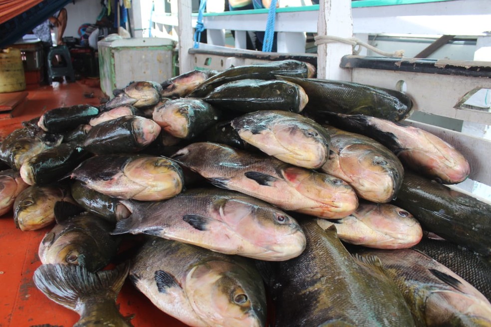 1t de pescado ilegal, quelônios e combustível são apreendidos no Porto de São Raimundo 1t de pescado ilegal, quelônios e combustível são apreendidos no Porto de São Raimundo