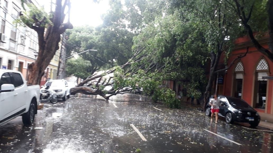 Chuva provoca tombamento de árvores e destelha casas na capital Chuva provoca tombamento de árvores e destelha casas na capital