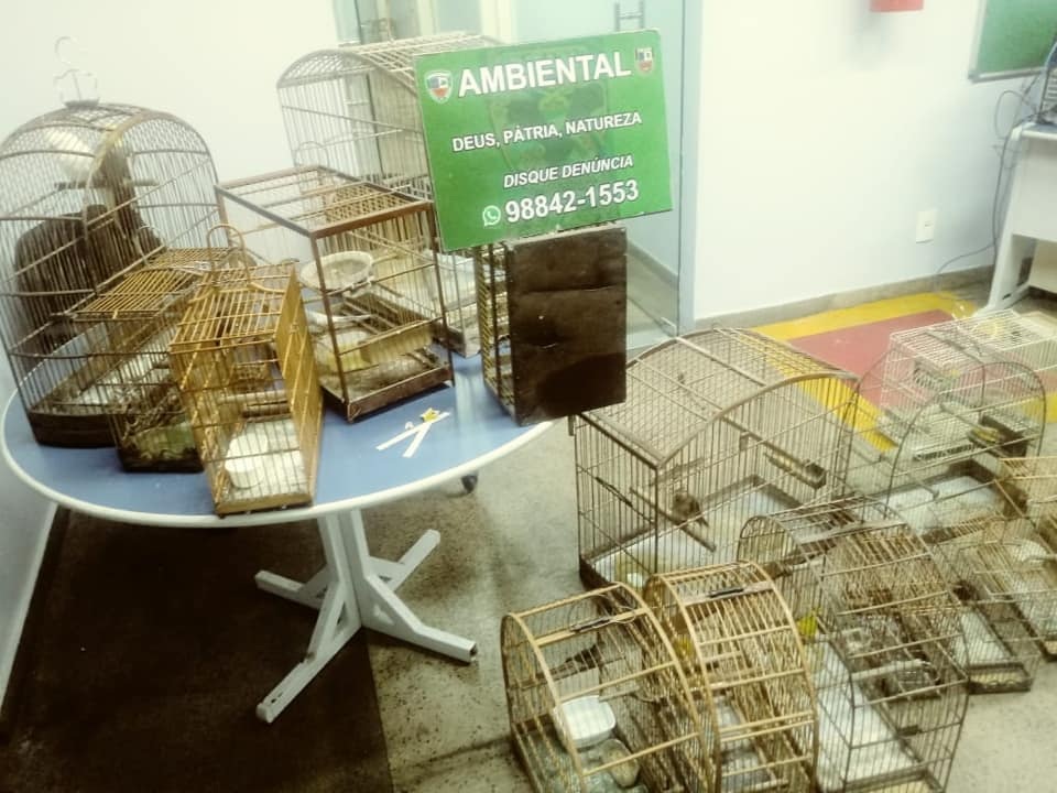 Homem &eacute; detido com 21 animais silvestres e gaiolas em Petr&oacute;polis