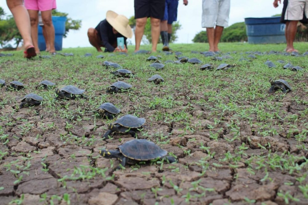 Mais de 1.000 filhotes de quelônios são soltos na APA Nhamundá Mais de 1.000 filhotes de quelônios são soltos na APA Nhamundá