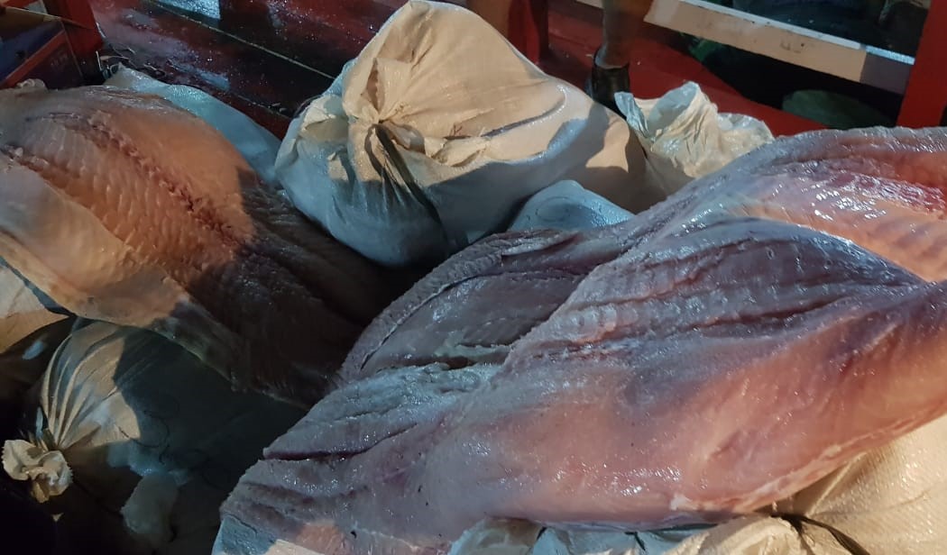 Mais de 440kg de pescado ilegal e carne de caça são apreendidos em embarcação na Panair Mais de 440kg de pescado ilegal e carne de caça são apreendidos em embarcação na Panair