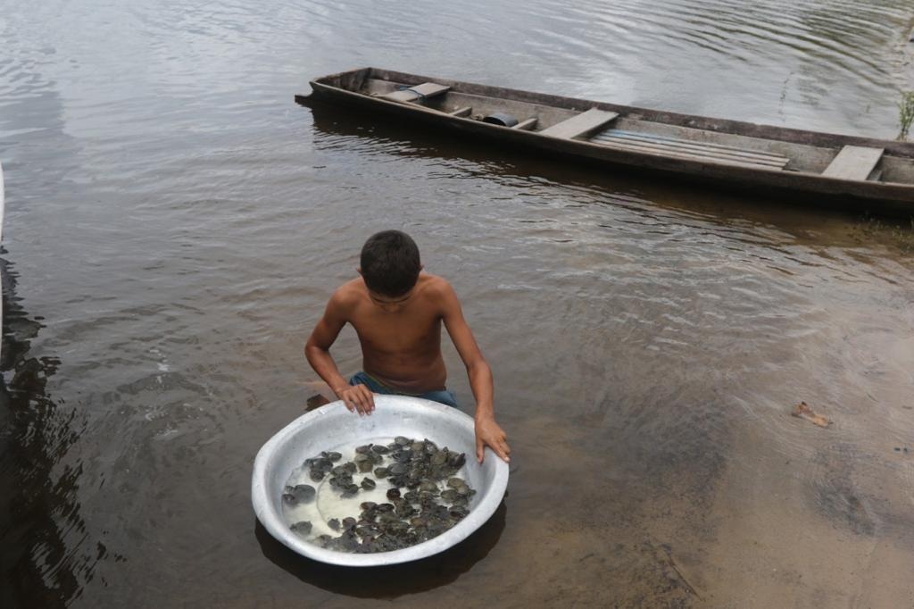 400 ninhadas de quelônios são manejadas na reserva do Uatumã 400 ninhadas de quelônios são manejadas na reserva do Uatumã