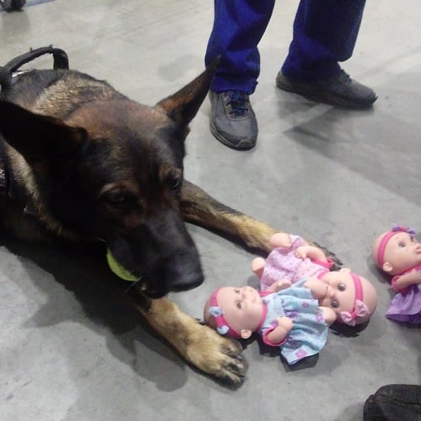 Odin encontra skunk escondido em bonecas em encomenda dos Correios. Veja v&iacute;deos