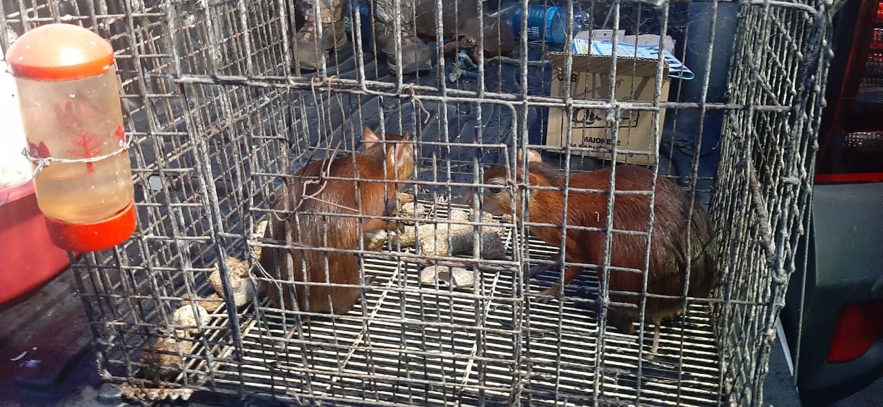 107 animais resgatados de cativeiro clandestino no Jorge Teixeira receberão cuidados 107 animais resgatados de cativeiro clandestino no Jorge Teixeira receberão cuidados