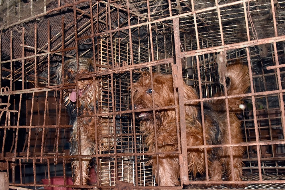 Animais resgatados são enviados para Ibama e clínicas veterinárias; depois poderão ser adotados Animais resgatados são enviados para Ibama e clínicas veterinárias; depois poderão ser adotados